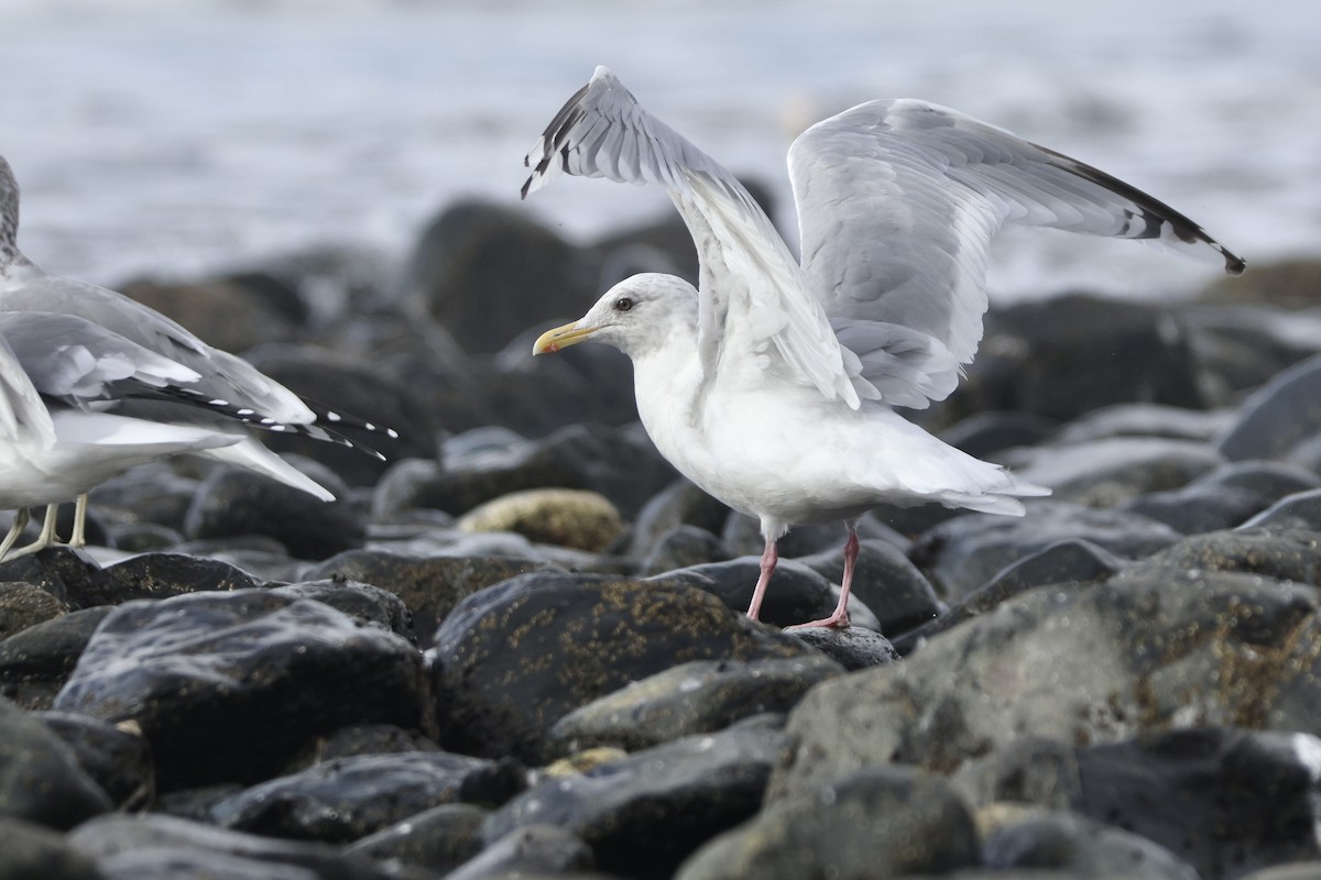 Goéland arctique (thayeri) - ML642655365