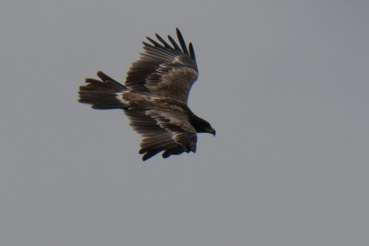 diurnal raptor sp. - ML642655381