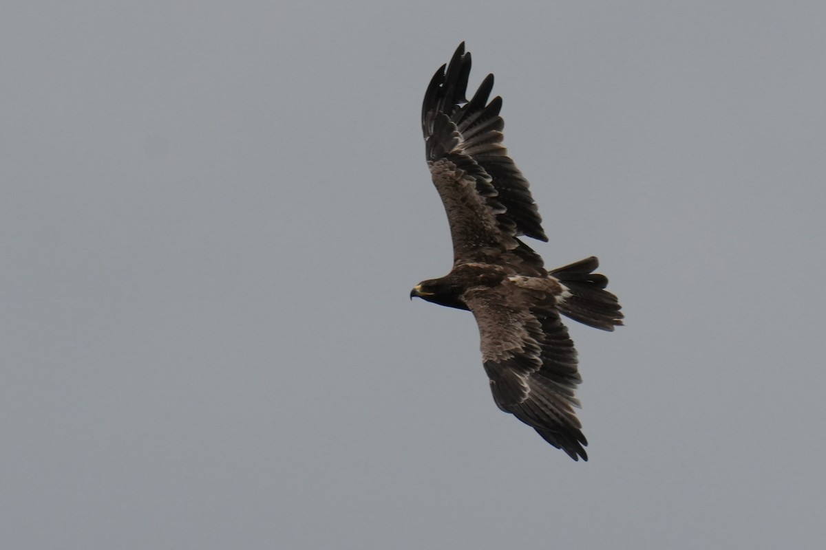 diurnal raptor sp. - ML642655382