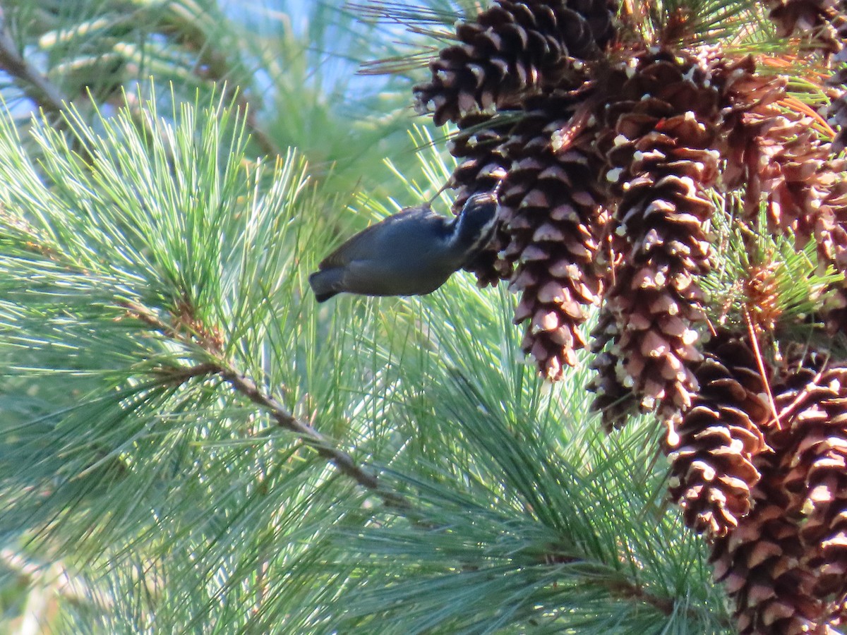 Red-breasted Nuthatch - ML642655396