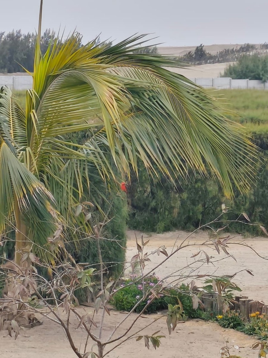 Vermilion Flycatcher - ML642655398