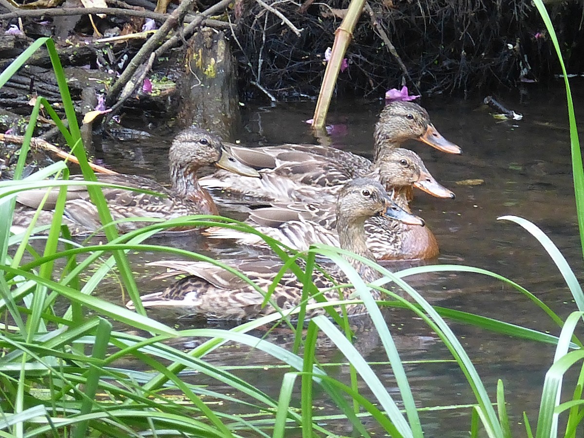 Mallard - ML642655417