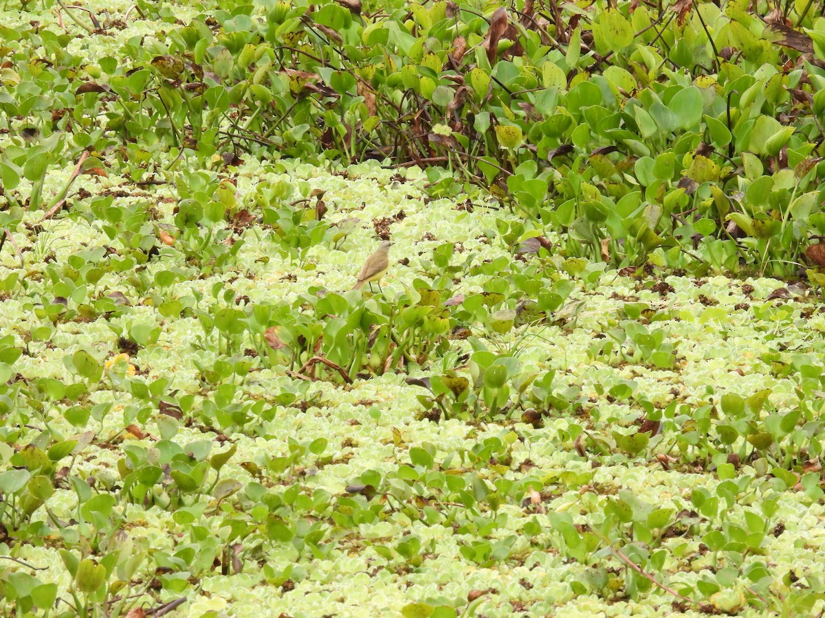 Cattle Tyrant - ML642655433