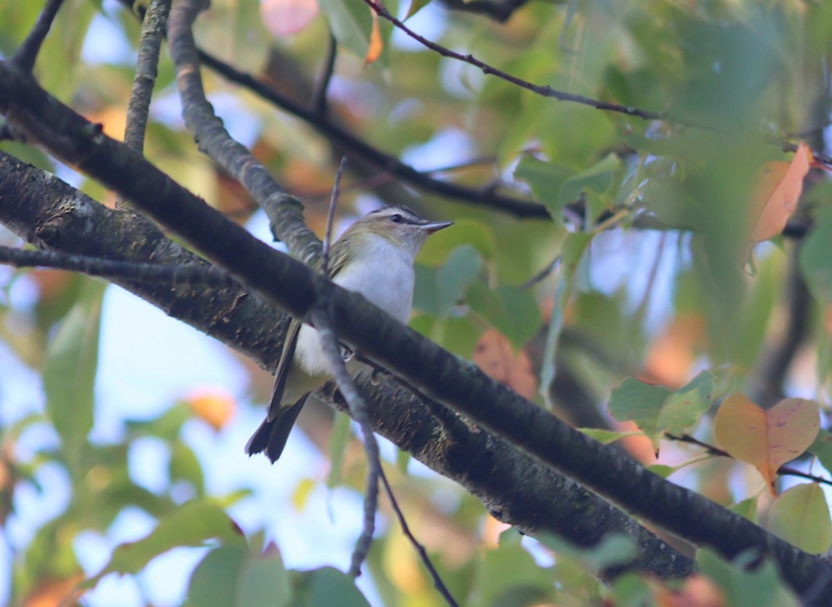 Red-eyed Vireo - ML642655435