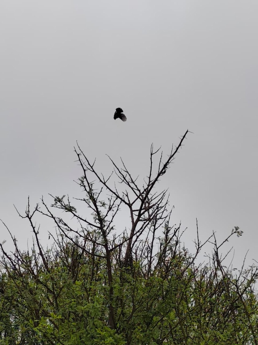 Blue-black Grassquit - ML642655447