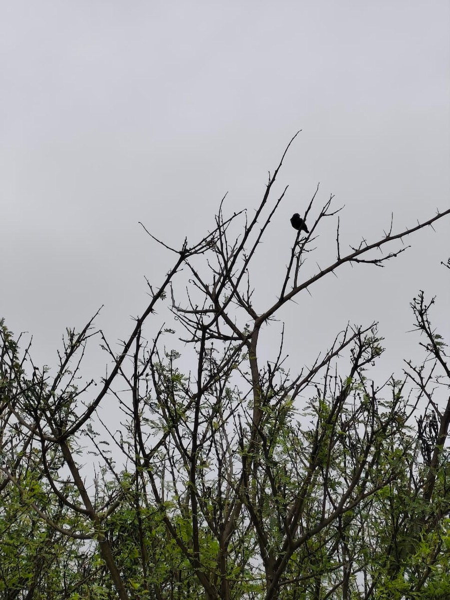 Blue-black Grassquit - ML642655449