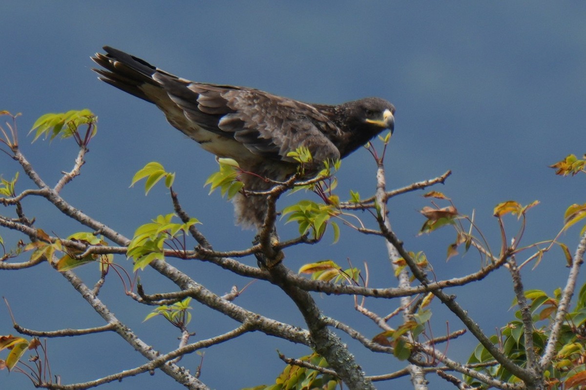 diurnal raptor sp. - ML642655450