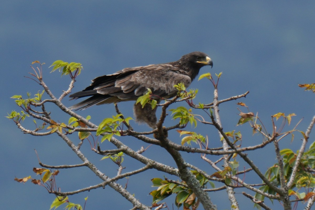 diurnal raptor sp. - ML642655451