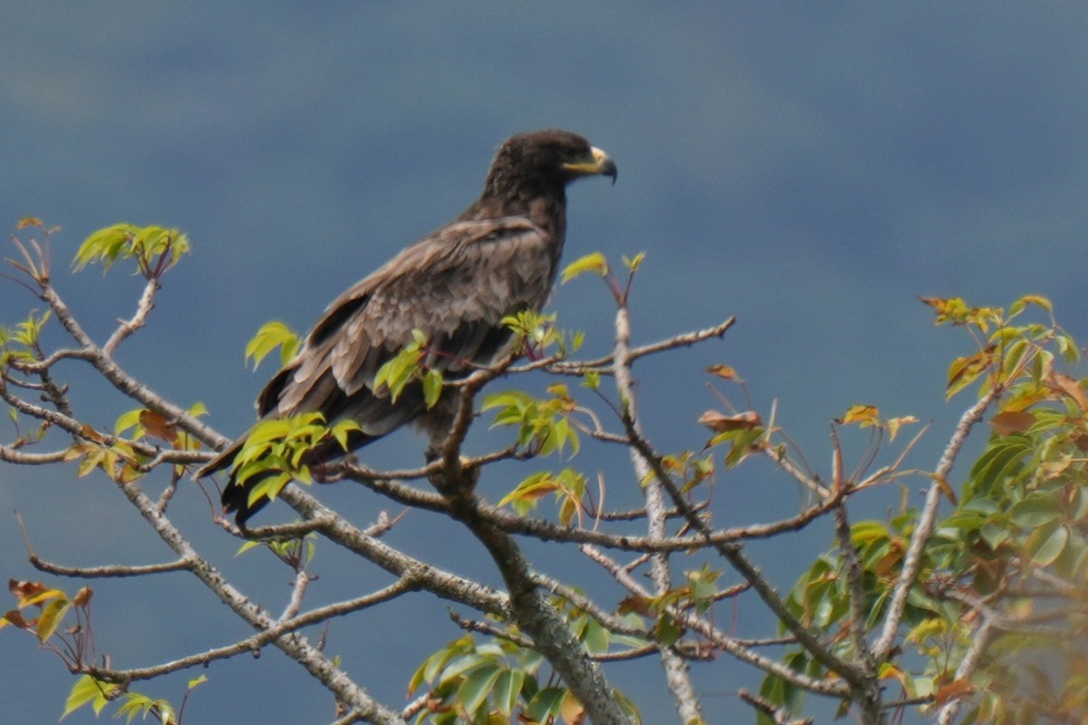 diurnal raptor sp. - ML642655452