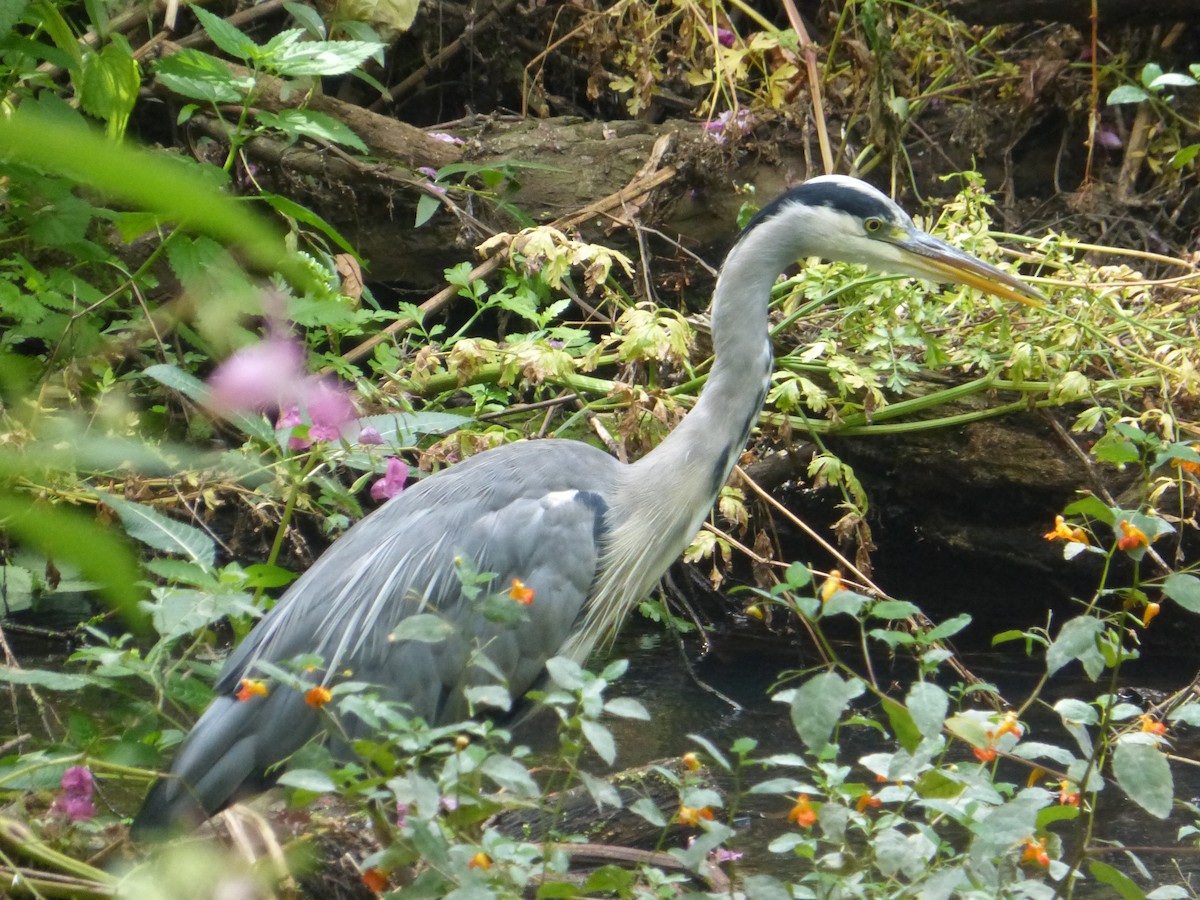 Gray Heron - ML642655458