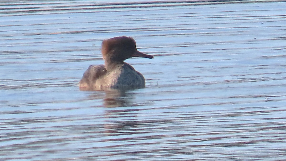 Hooded Merganser - ML642655472