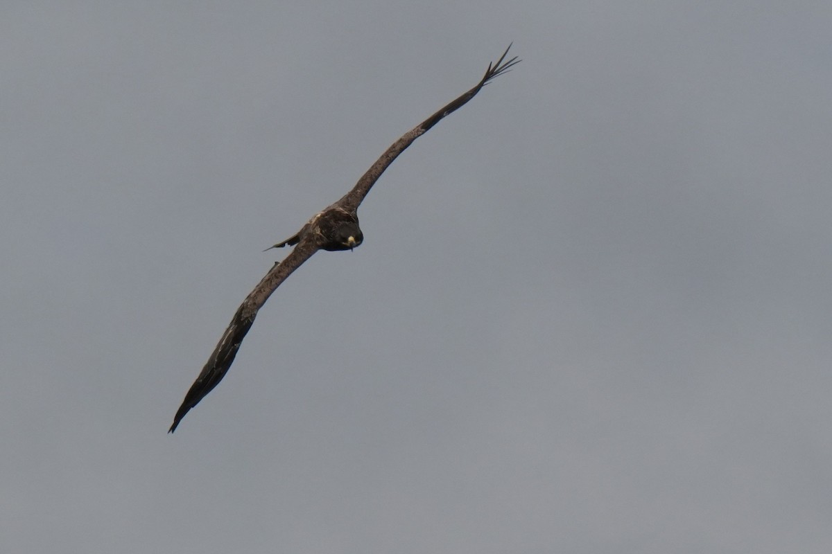 diurnal raptor sp. - ML642655476