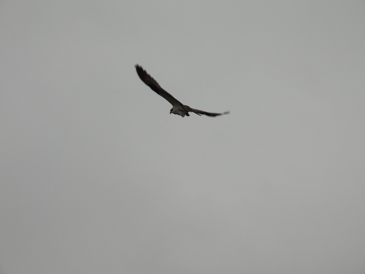 Falco pescatore - ML642655490