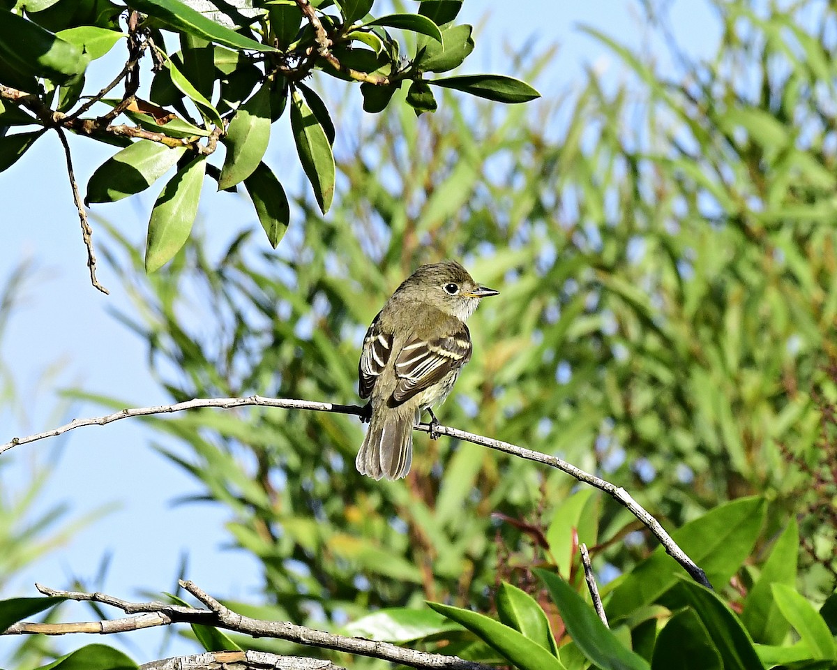 Alder Flycatcher - ML642655493