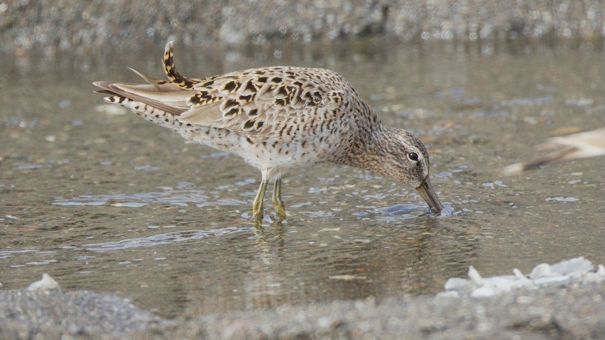 Short-billed Dowitcher - ML642655494