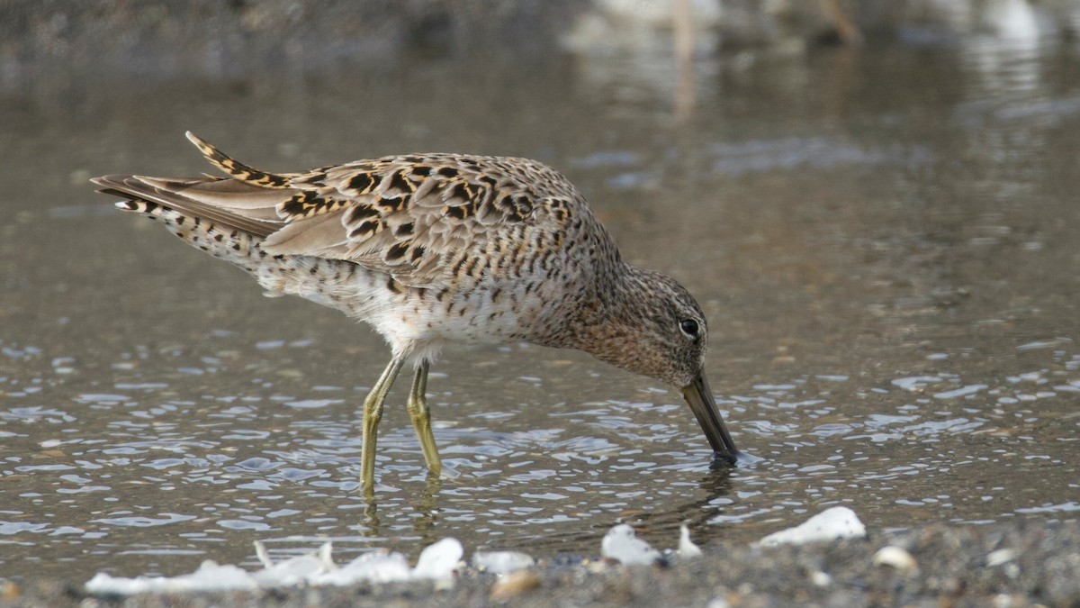 Short-billed Dowitcher - ML642655495