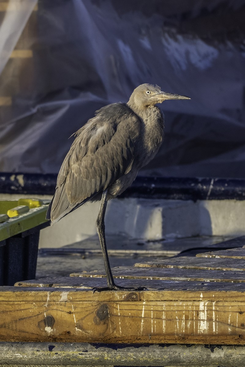 Reddish Egret - ML642655496