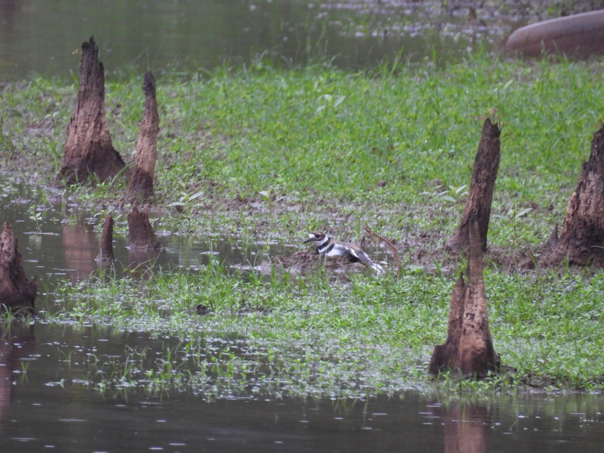 Killdeer - ML642655520