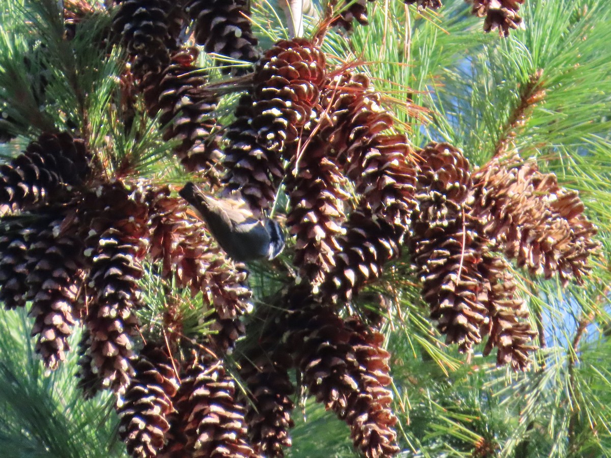 Red-breasted Nuthatch - ML642655526