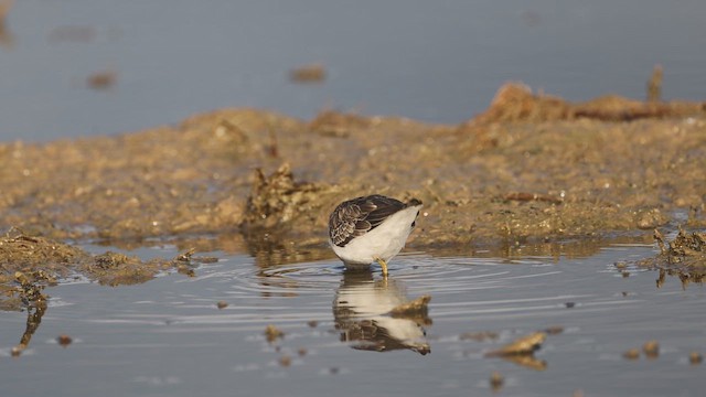 Temminck txirria - ML642655535