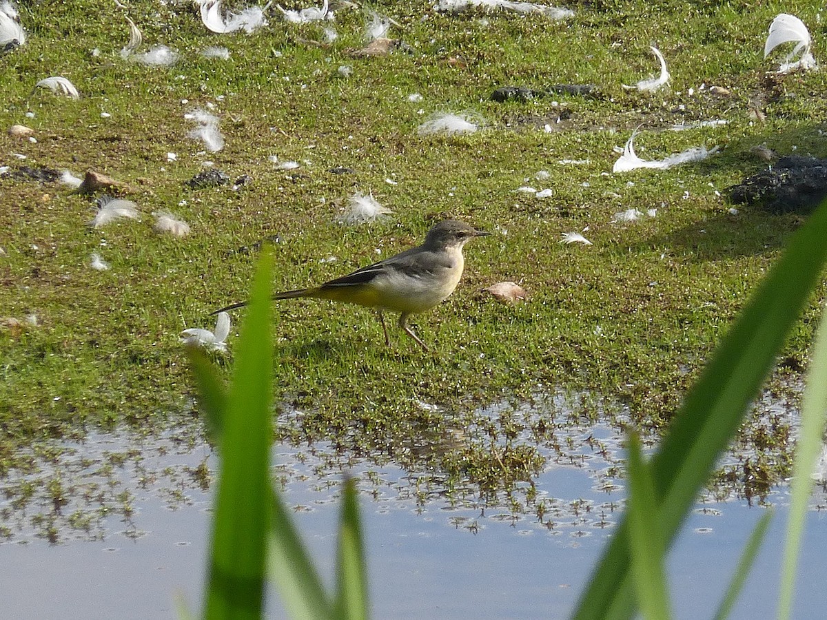 Gray Wagtail - ML642655539