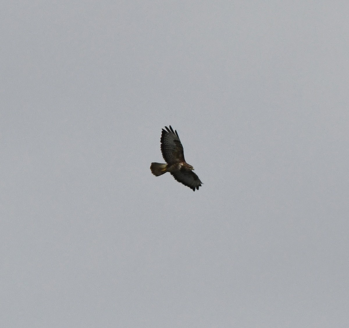 Buse variable (buteo) - ML642655544