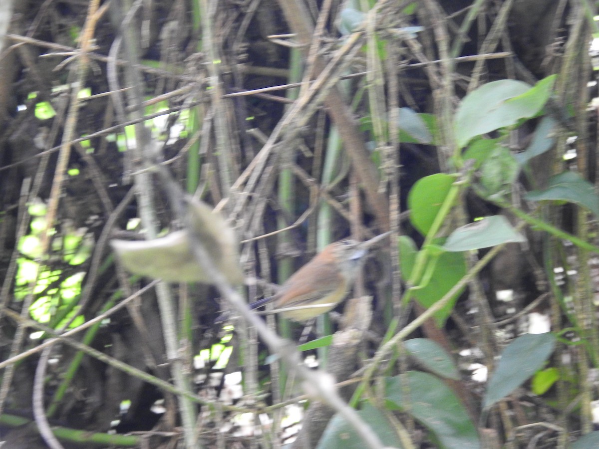 Long-billed Gnatwren - ML642655567