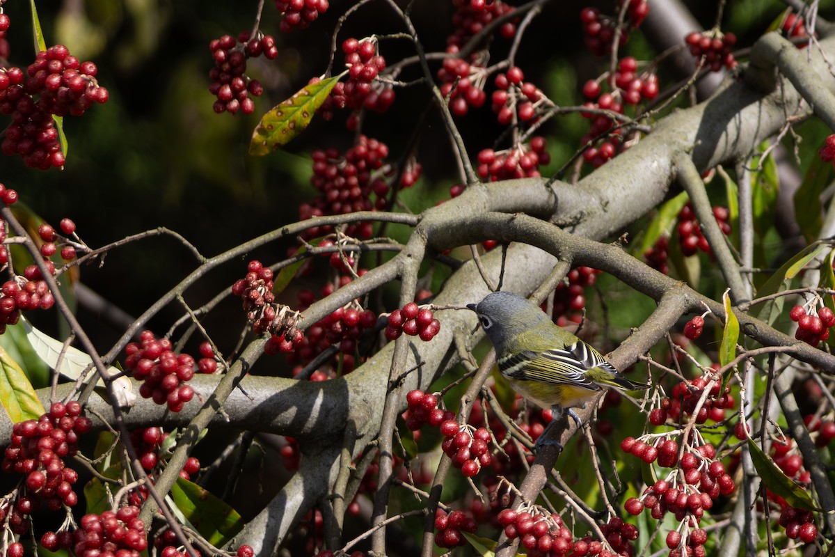 Blue-headed Vireo - ML642655569