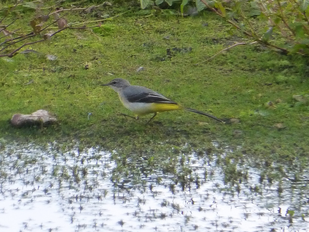 Gray Wagtail - ML642655578