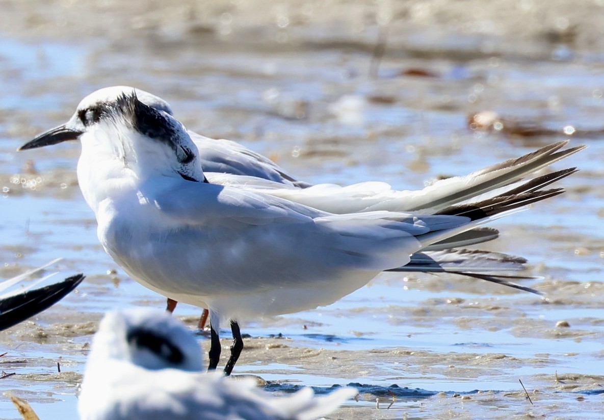 Sandwich Tern - ML642655579