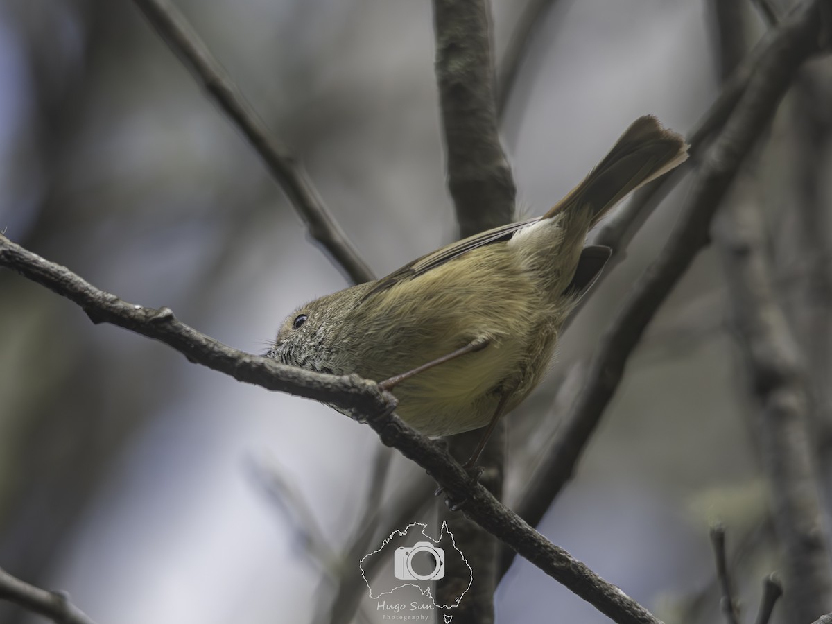 Brown Thornbill - ML642655581