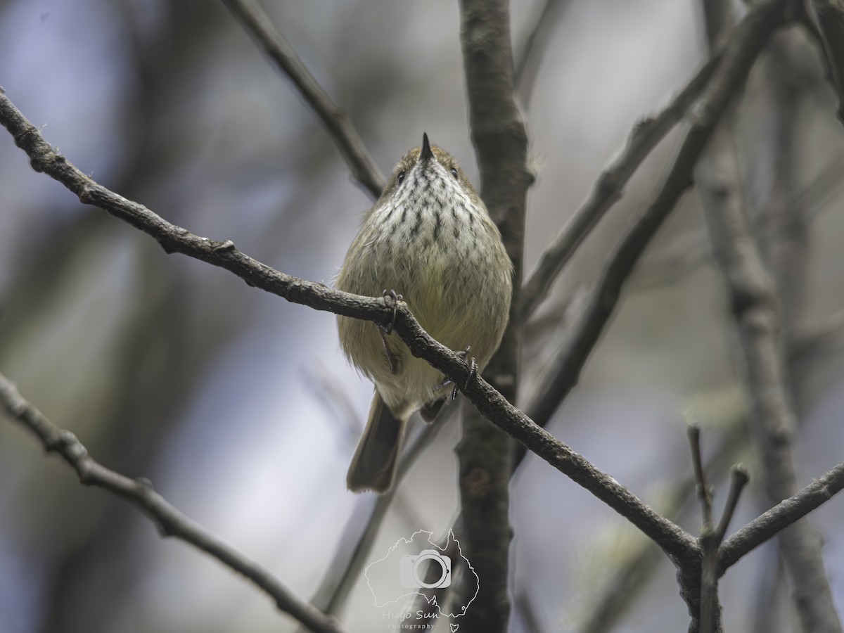 Brown Thornbill - ML642655582