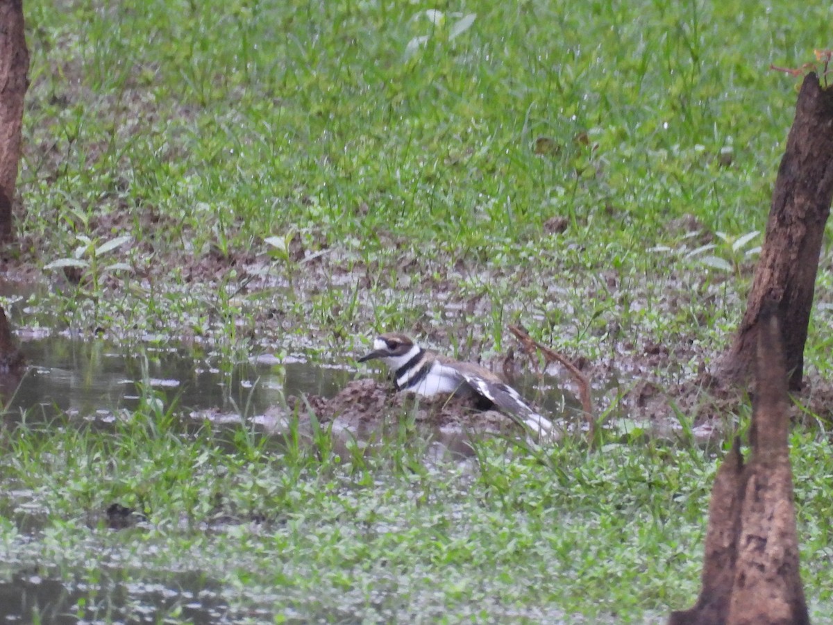 Killdeer - ML642655589