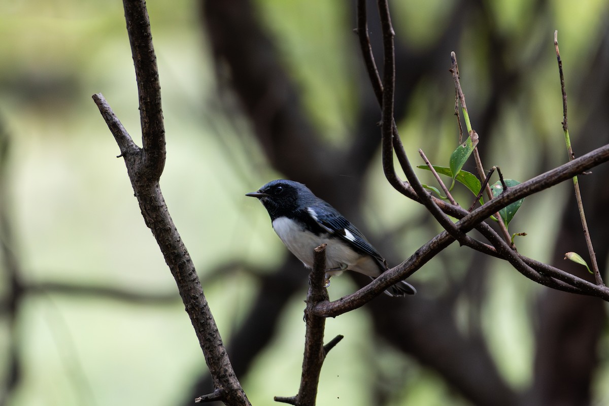 Black-throated Blue Warbler - ML642655597