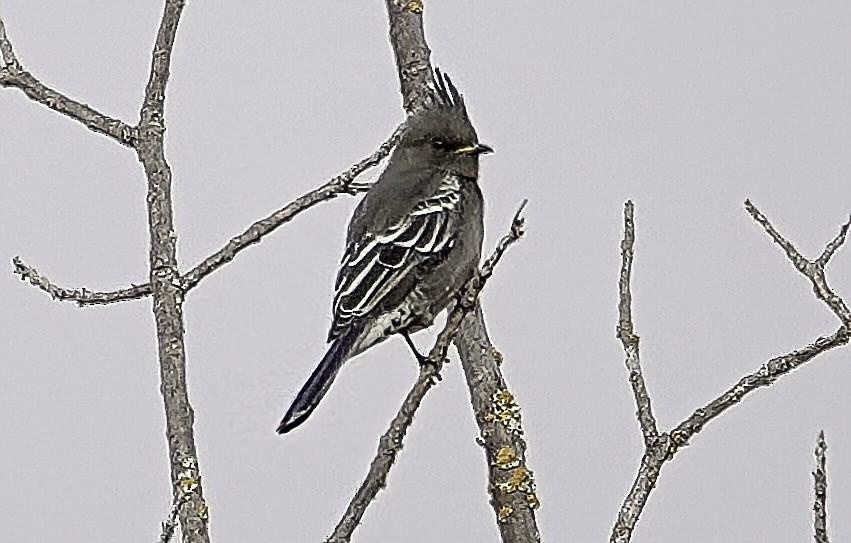 Phainopepla - ML642655599