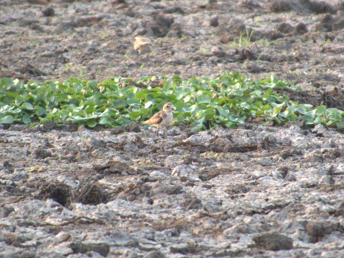 Caspian Plover - ML642655609