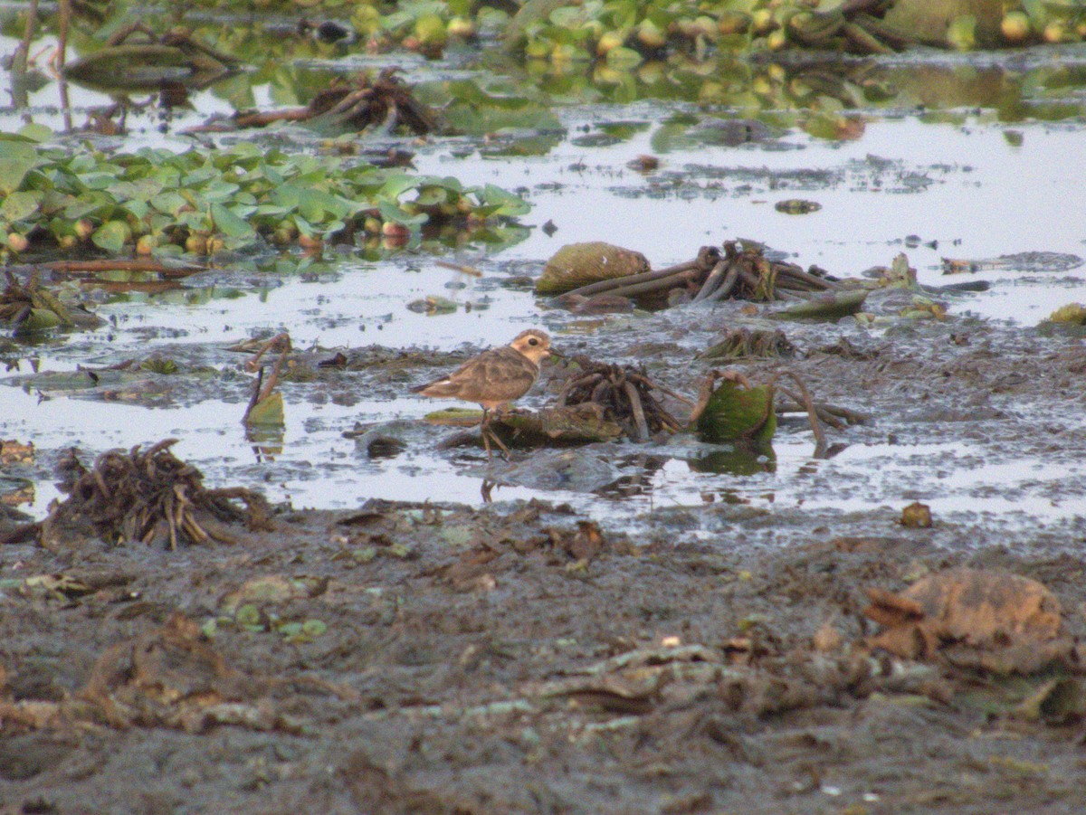 Caspian Plover - ML642655610