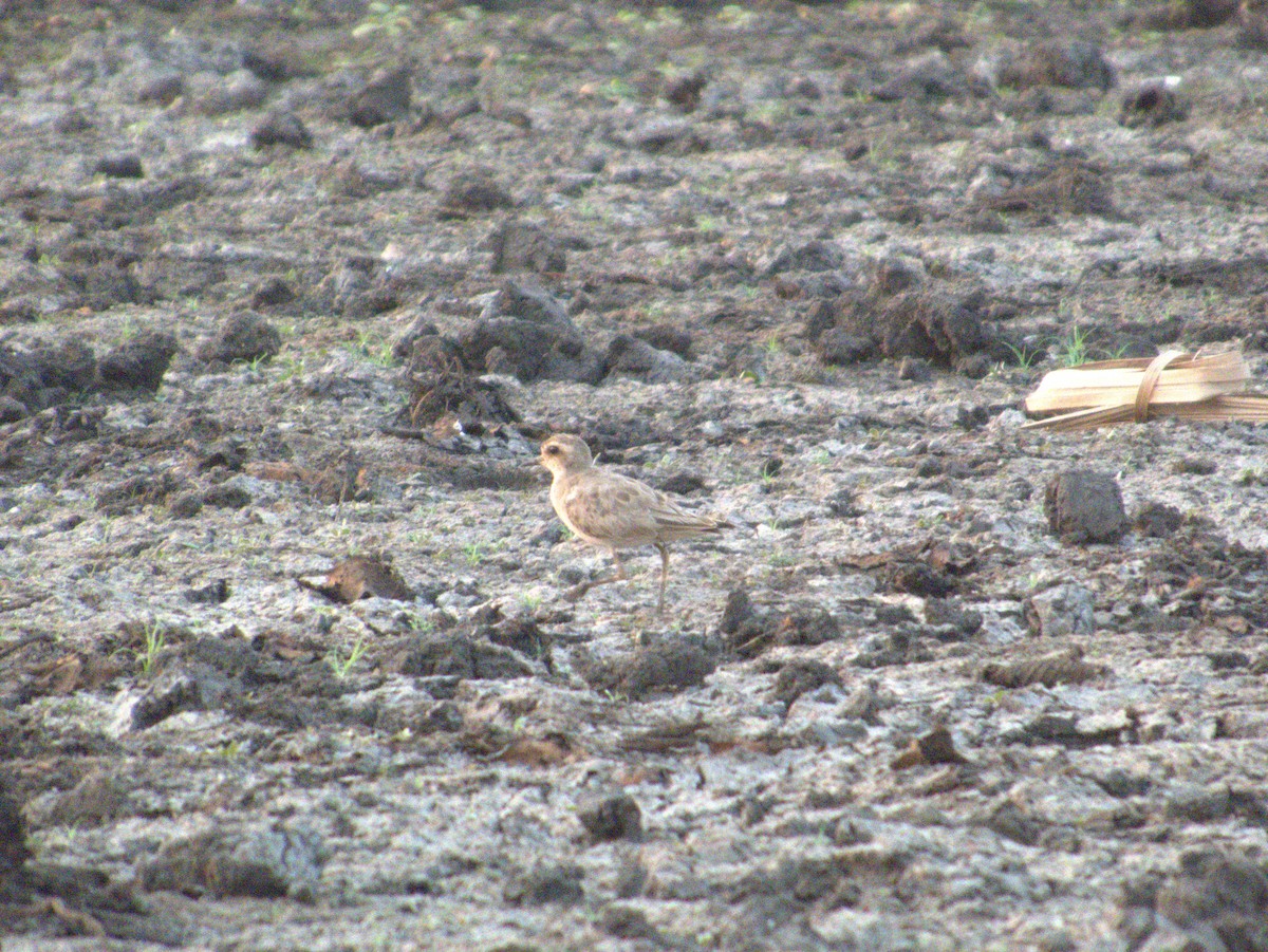 Caspian Plover - ML642655611