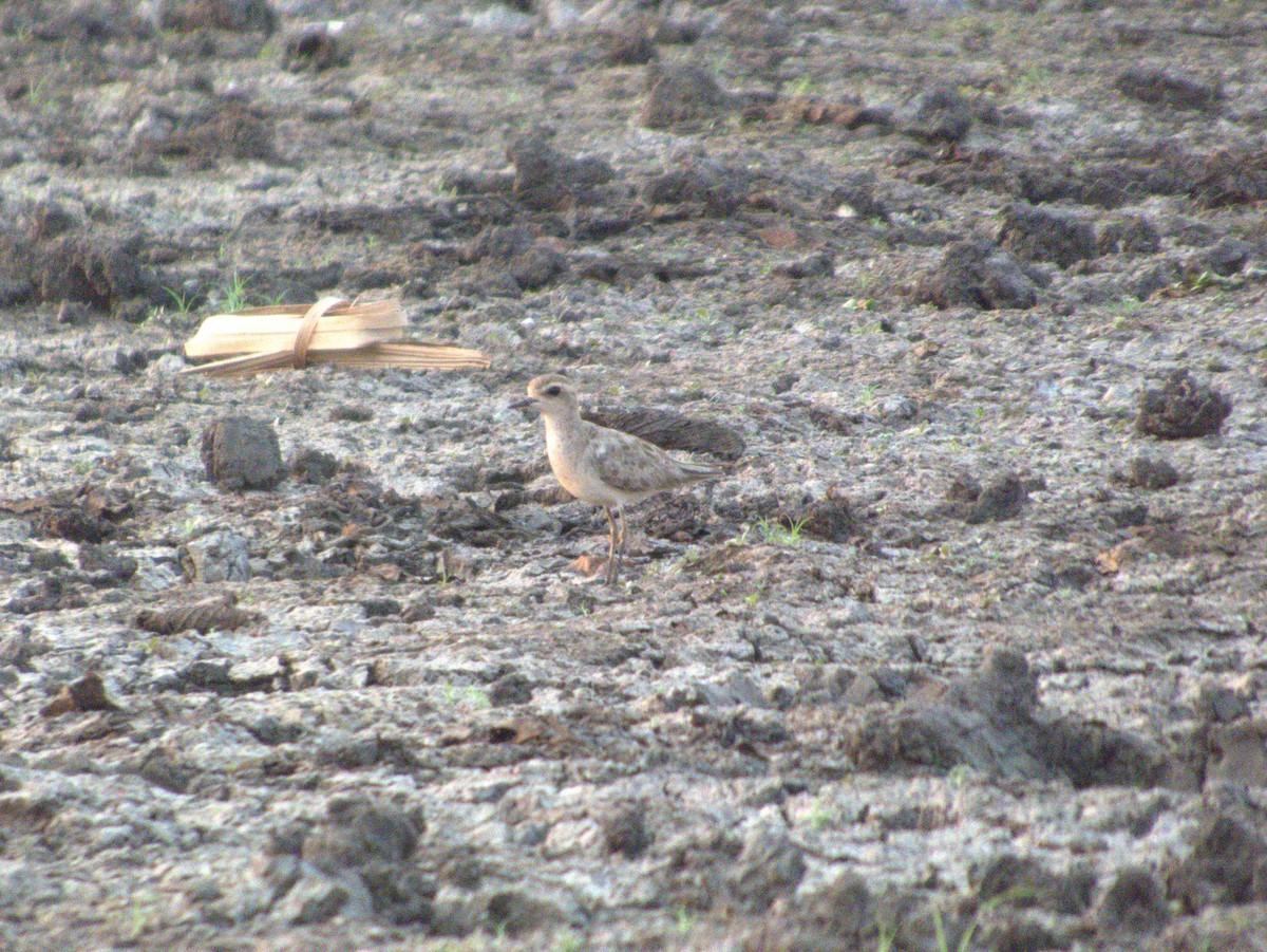 Caspian Plover - ML642655612