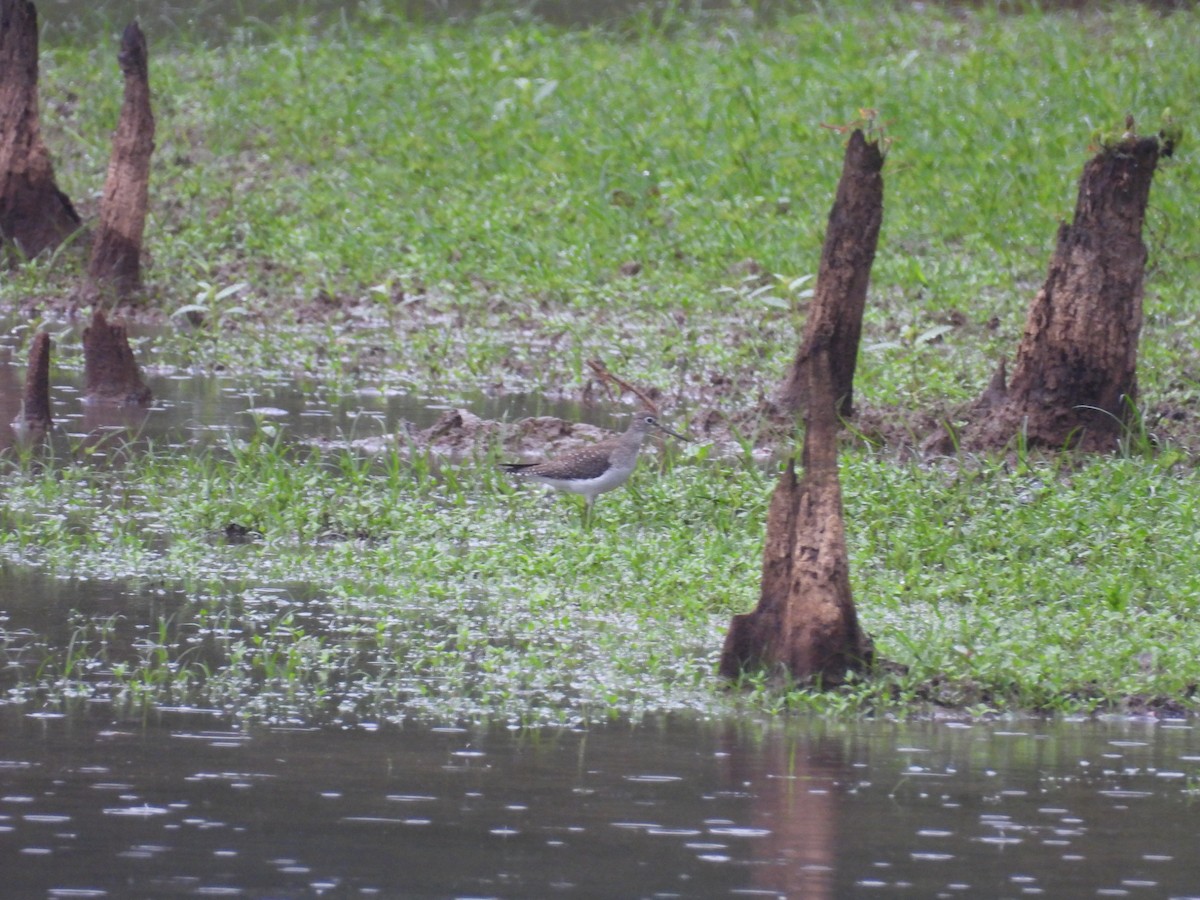 Solitary Sandpiper - ML642655664
