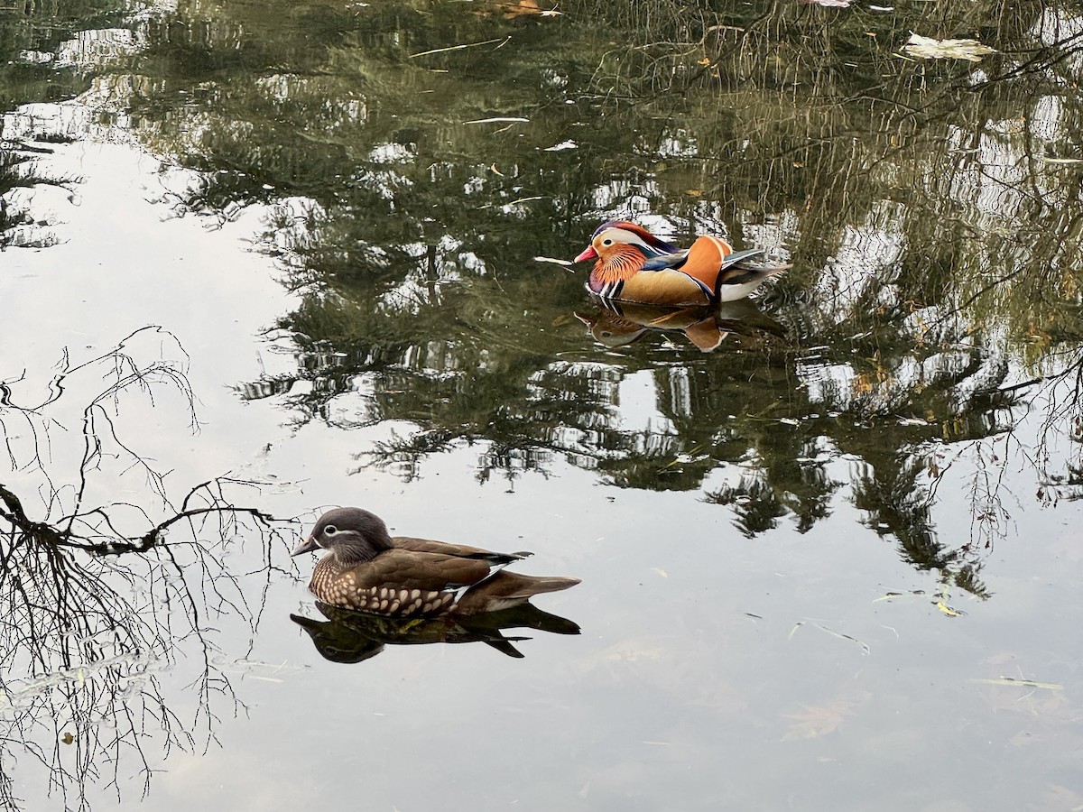 Mandarin Duck - ML642655679