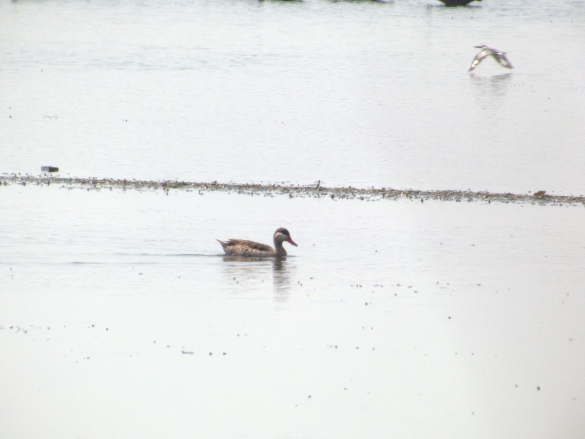 Red-billed Duck - ML642655681
