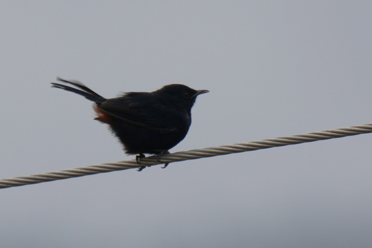 Indian Robin - ML642655683