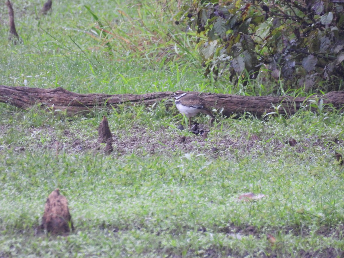 Killdeer - ML642655685