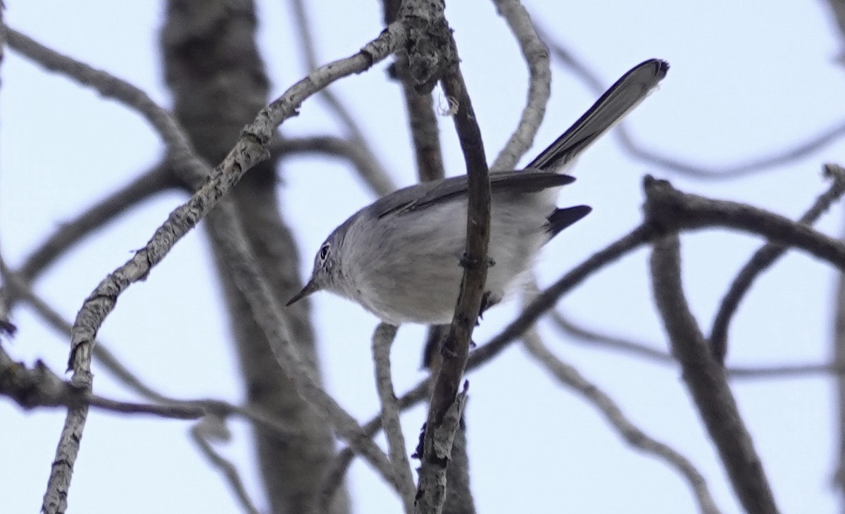 Blue-gray Gnatcatcher - ML642655687