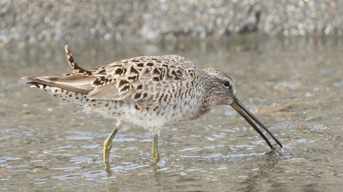Short-billed Dowitcher - ML642655694