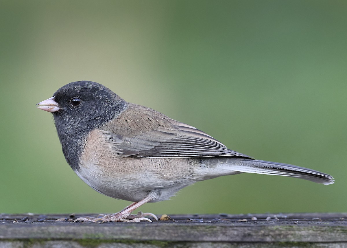 Dark-eyed Junco (Oregon) - ML642655703