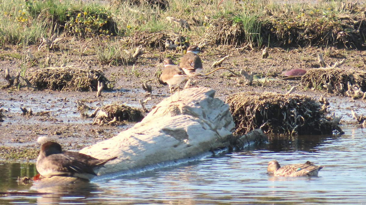 Killdeer - ML642655708