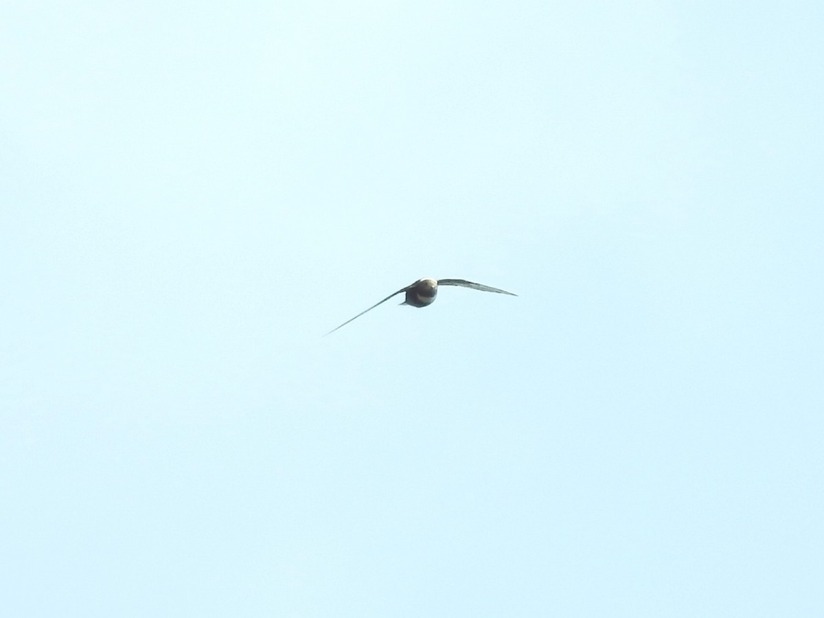 Biscutate Swift - ML642655711