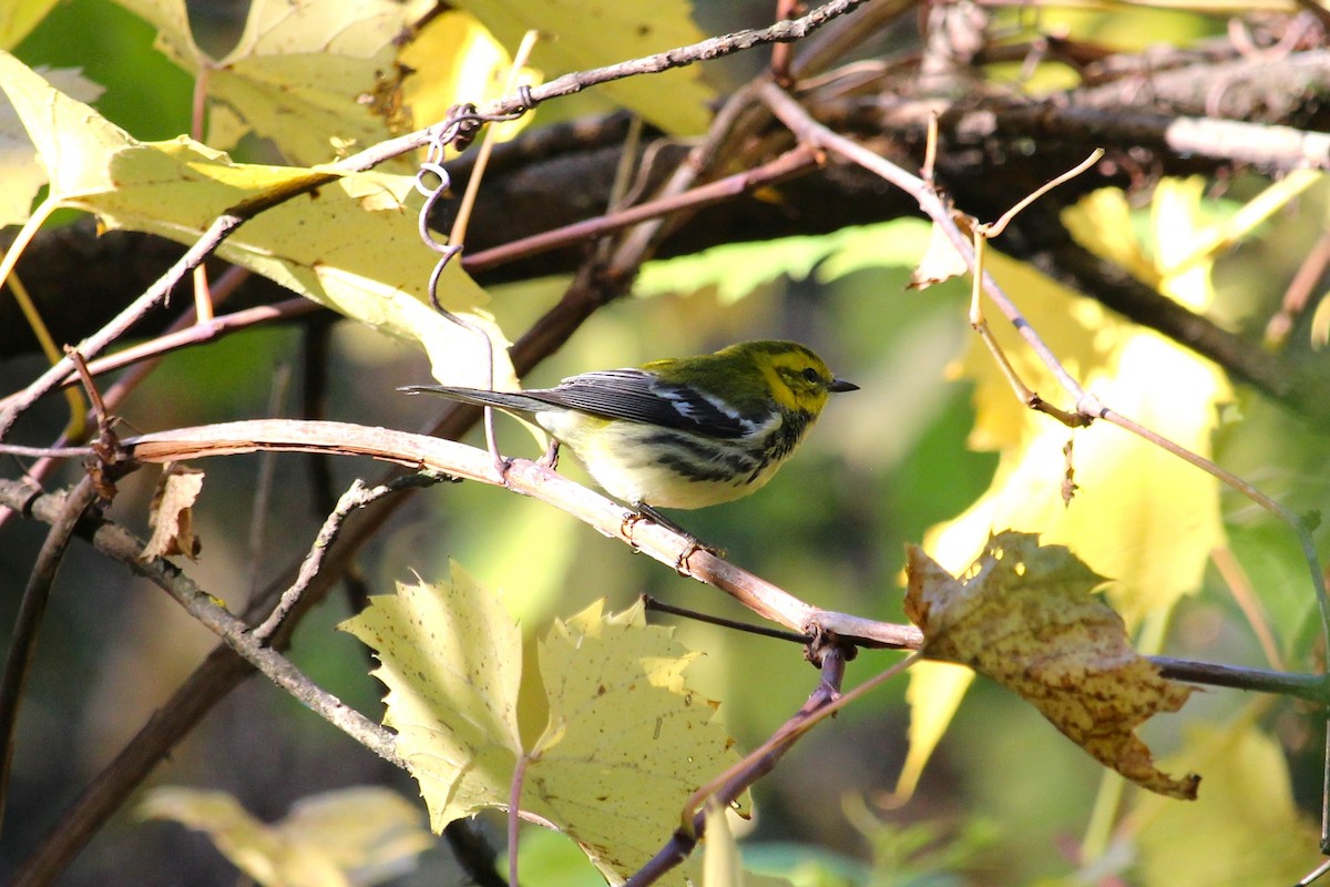 Yeşil Sırtlı Ötleğen - ML642655715